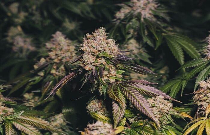 Improve Cannabis Bud Quality